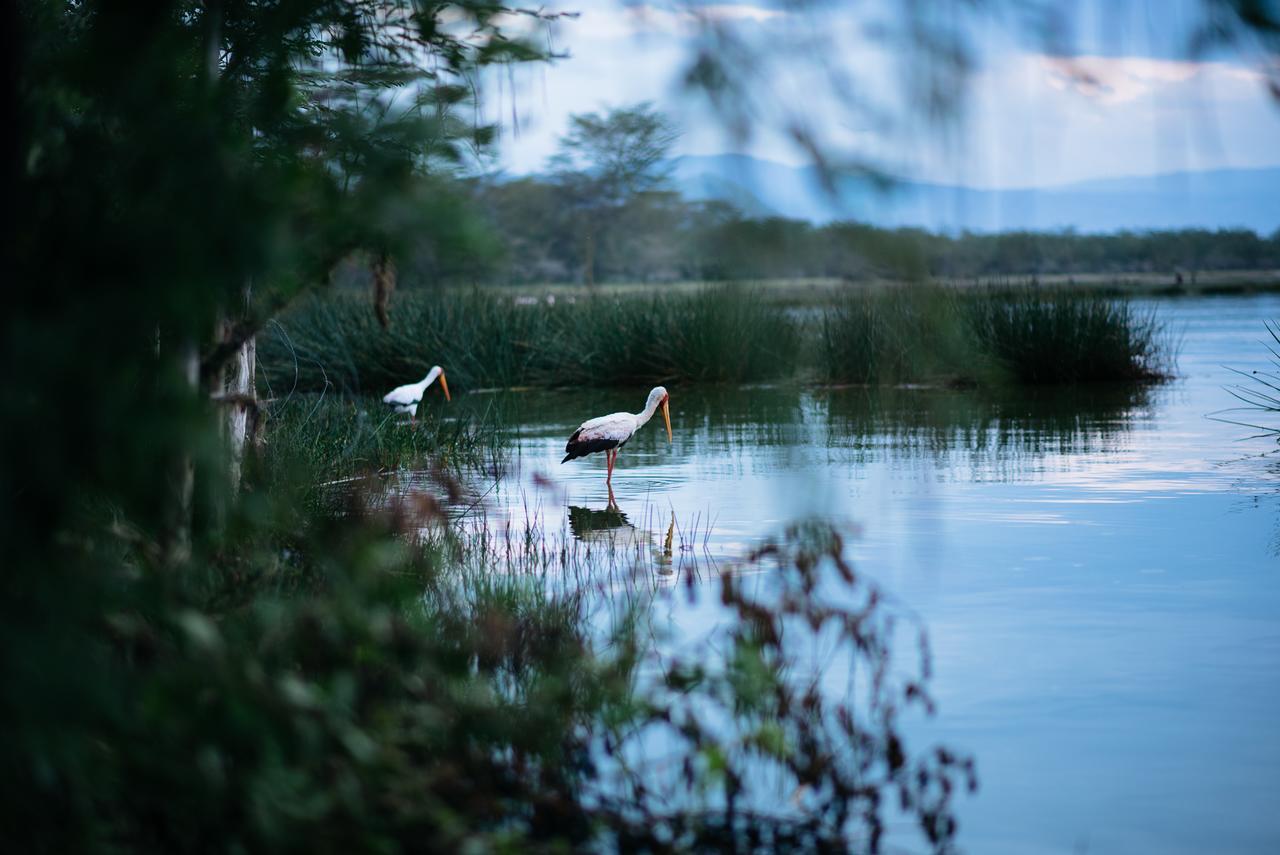 Sirville Lake Elementaita Lodge Gilgil Экстерьер фото
